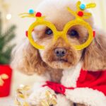 navidad para mascotas fin de año pet llave